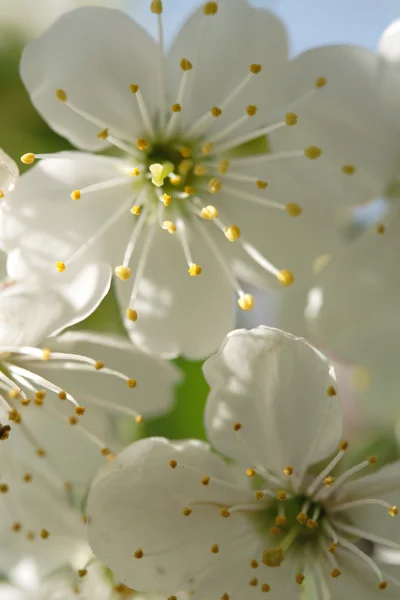 stock image Cherry