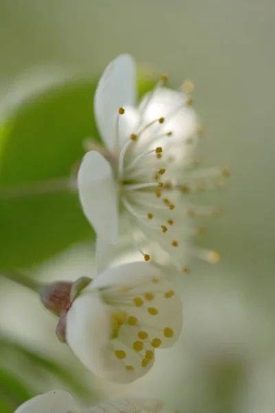 stock image Cherry