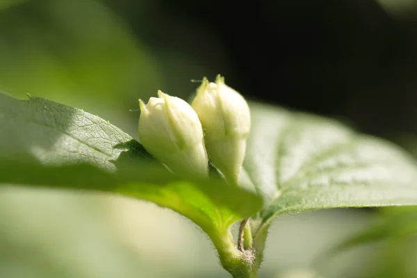 Flor de jazmín —  Fotos de Stock