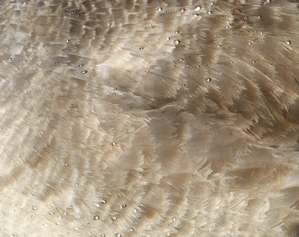 Background of white feathers — Stock Photo, Image