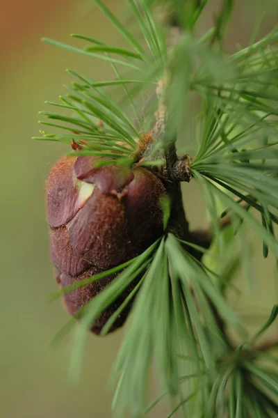 Cone de abeto — Fotografia de Stock