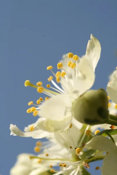 stock image Flowering plum