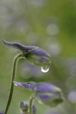 Delphinium elatum