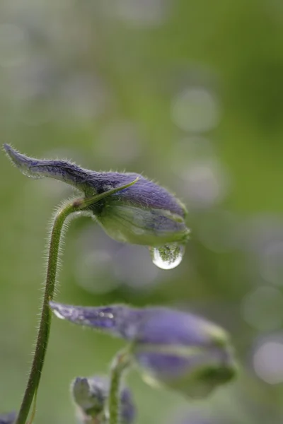 stock image Delphinium elatum