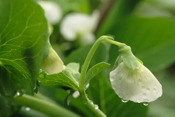 Bloom of green peas — Stock Photo, Image