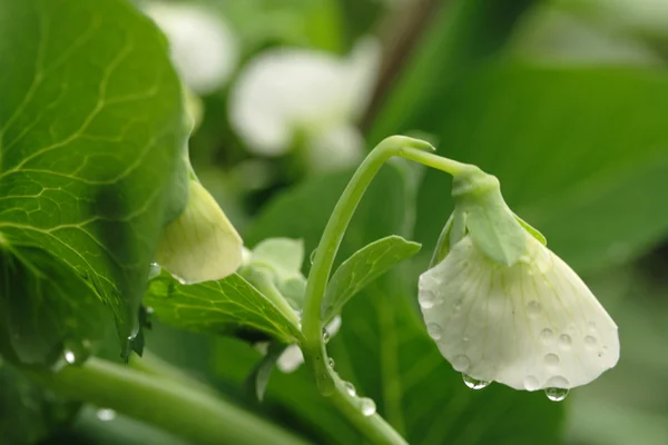 stock image Bloom of green peas