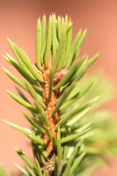 Branch of spruce — Stock Photo, Image