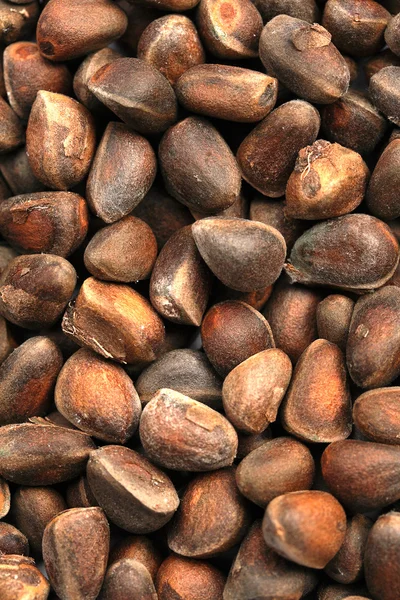 Stock image Siberian cedar nuts