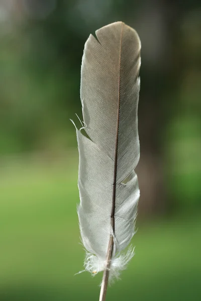 Feather dove of peace — Stock Photo, Image