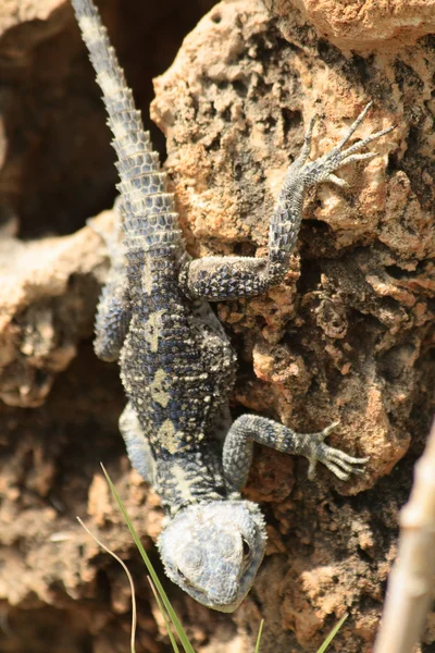 stock image Lizard