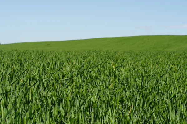 Green Grass and Blue Sky — Stock Photo, Image