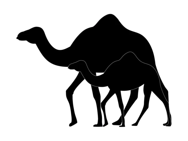 stock image Family camels