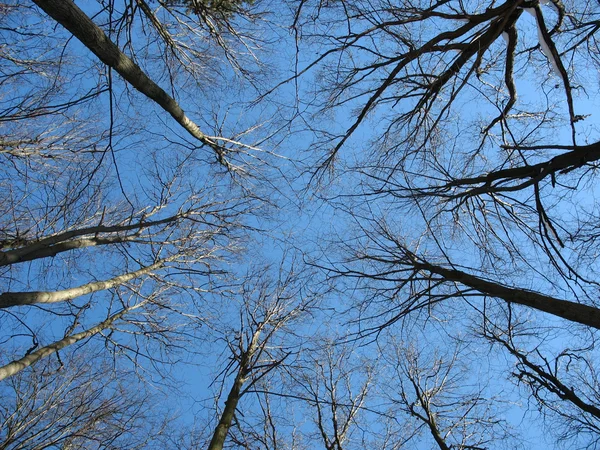 Stock image Trees_in_sky