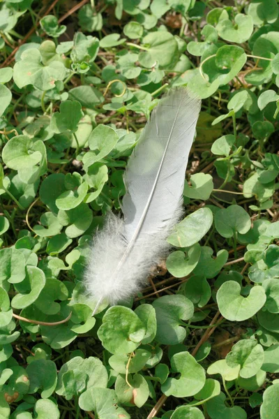 stock image Feather dove of peace over the lawn