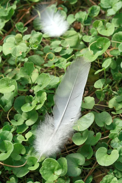 stock image Feather dove of peace over the lawn