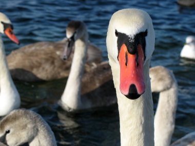 The head of a wild swan. clipart
