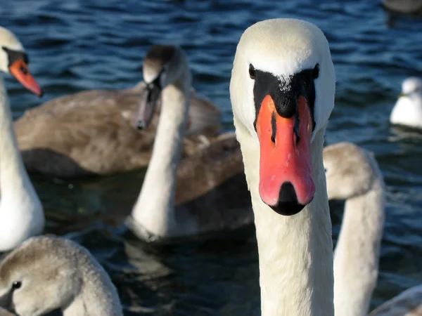 The head of a wild swan. — Stock Photo, Image