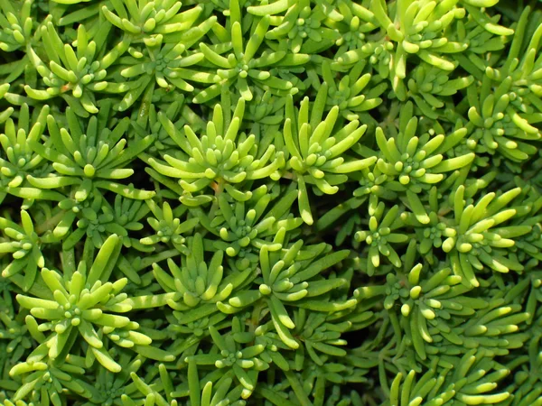 Fond d'herbe verte — Photo