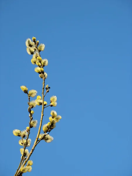 La rama floreciente —  Fotos de Stock