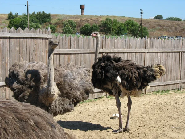 El avestruz — Foto de Stock