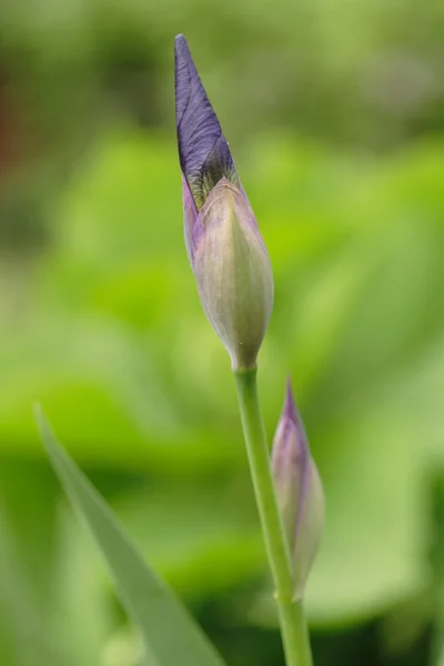 Blue irises — Stock Photo, Image