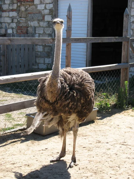 El avestruz — Foto de Stock