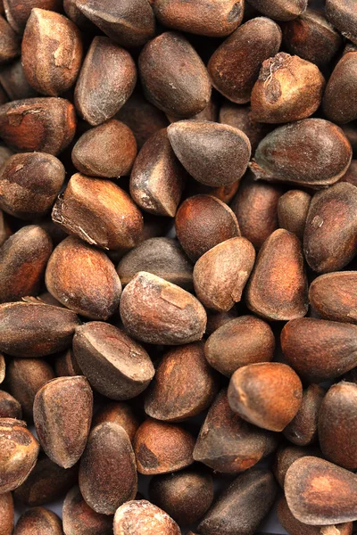 stock image Siberian cedar nuts