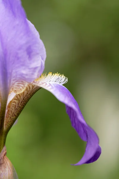 Mitad iris azules —  Fotos de Stock
