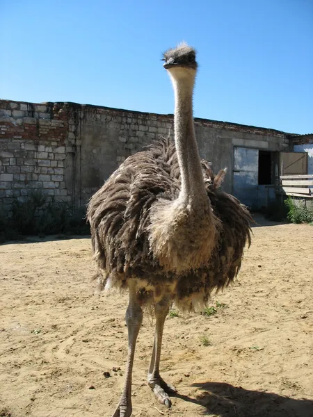 El avestruz Imagen de stock