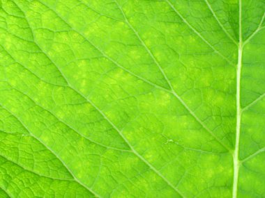 makro üzerinde yeşil yeşillik. Inula.