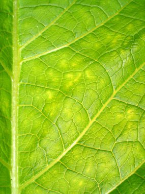 makro üzerinde yeşil yeşillik. Inula.