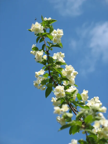 The blossoming branch — Stock Photo, Image