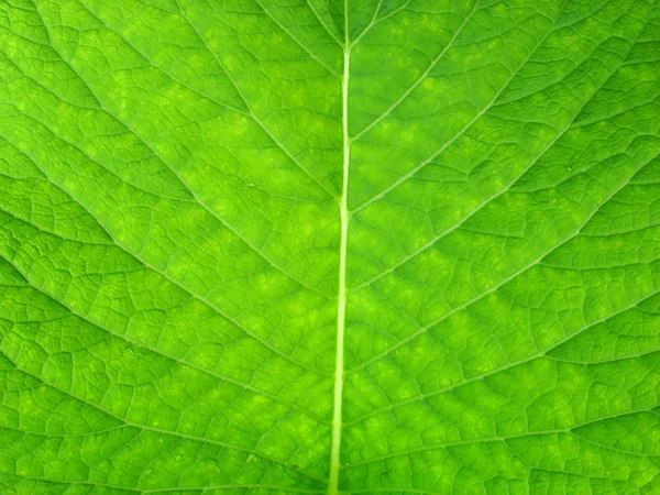緑の葉のマクロ。旋. — ストック写真