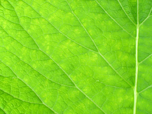 Макро на зеленой листве. Инула . — стоковое фото