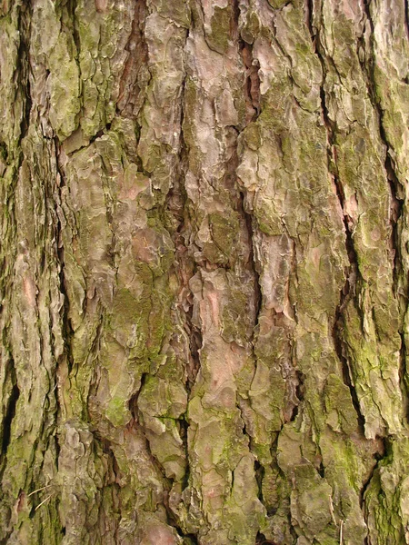The tree — Stock Photo, Image