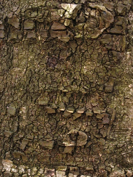 The tree — Stock Photo, Image