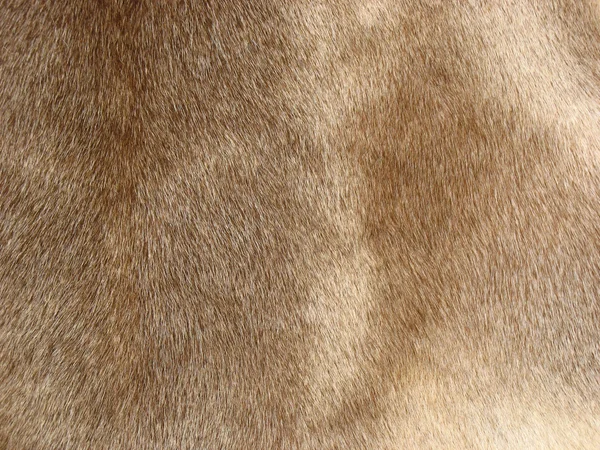 Wolle eines Hirsches — Stockfoto