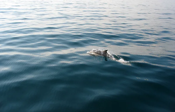 Delfín Fotos de stock