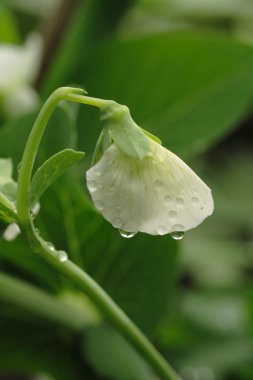 Yeşil bezelye Bloom