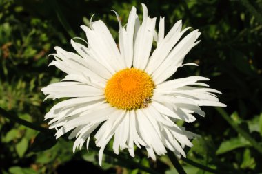 Mayweed