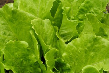 yeşil salata