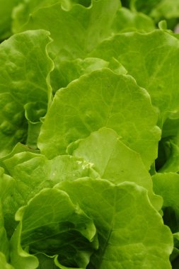 Green lettuce clipart