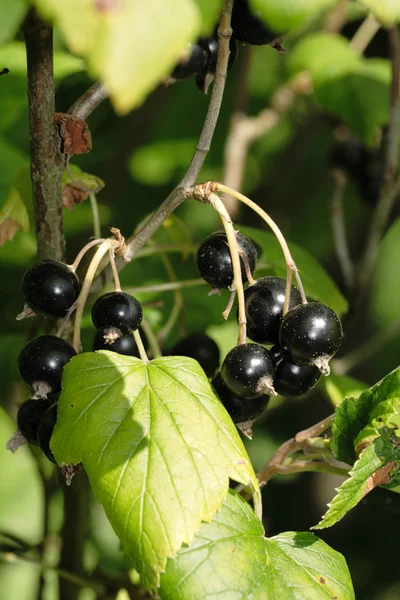 Ribes nigrum — Stock Photo, Image