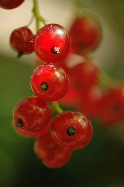 Ribes rubrum — Stock Photo, Image