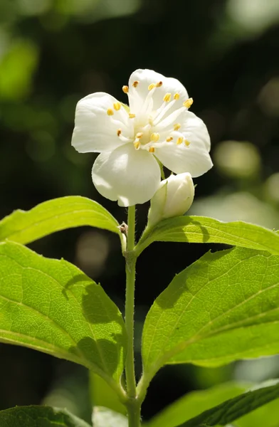 Jasmine Blossom — Stock Photo, Image