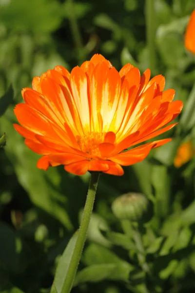 stock image Zinnia