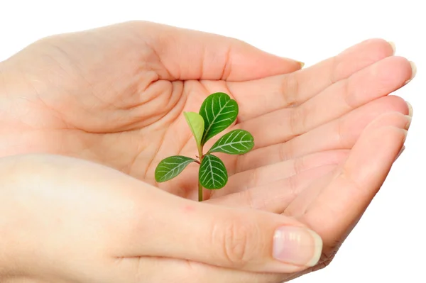 stock image Plant