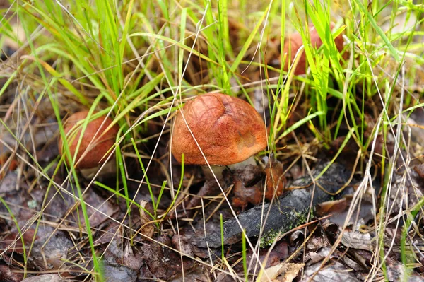 stock image Mushrooms