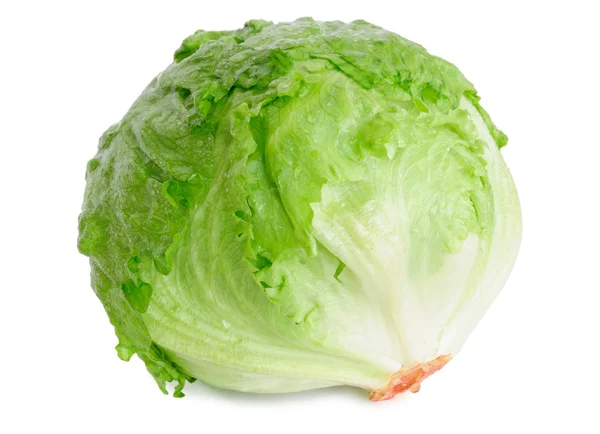 Cabbage lettuce — Stock Photo, Image