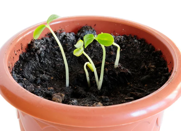 stock image Papaya sprouts